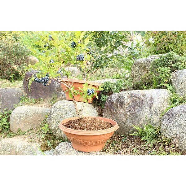 ブルーベリー 鉢植え 贈答用 5年 優秀樹 1鉢 : 鉢植えブルーベリー
