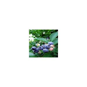 予約販売  【ブルーベリー生果実】 500g×2パック　 |  | 04