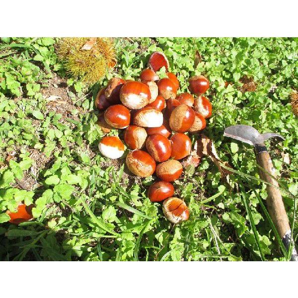 冷凍ブルーベリー 大粒 ギフト １kg 農家お取り寄せ |  | 04
