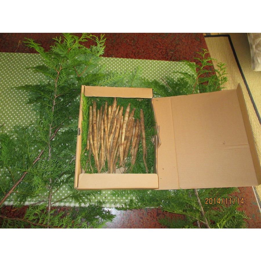 南信州伝統野菜、”山ごぼう”（500ｇ） |  | 01