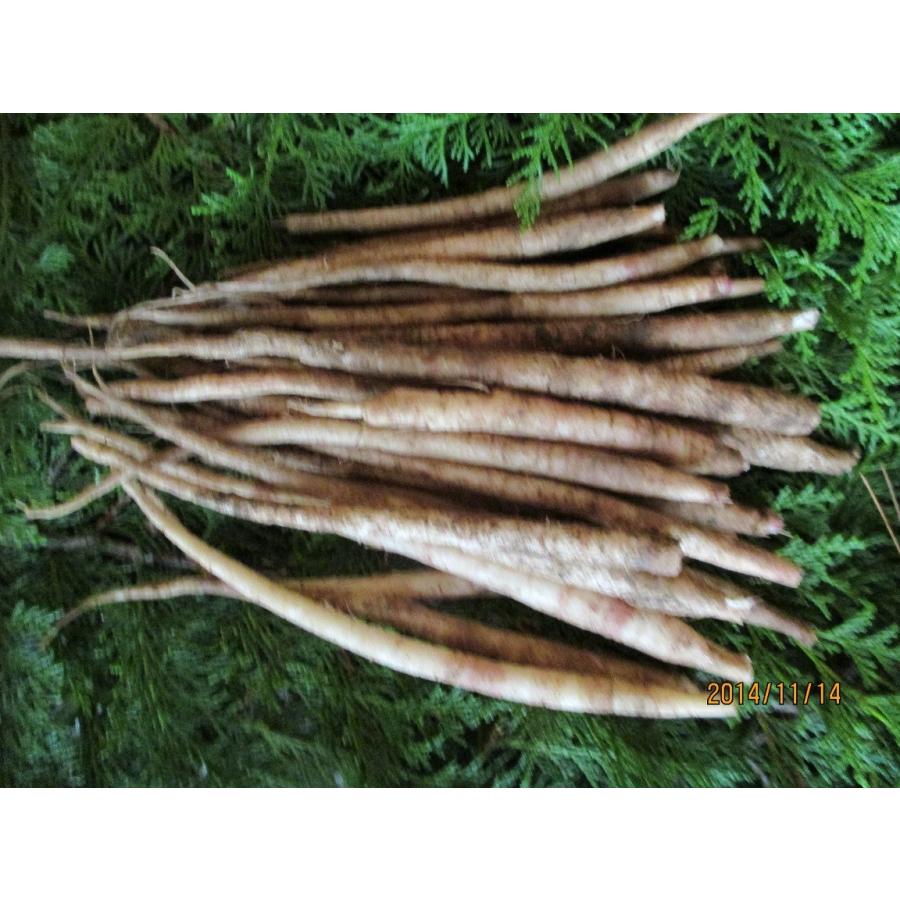 南信州伝統野菜、”山ごぼう”（500ｇ） |  | 02