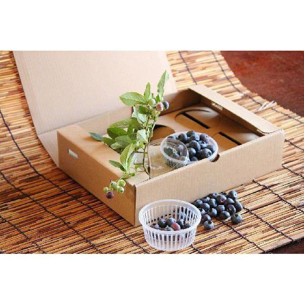 鉢植え ブルーベリー の木 4年樹 1鉢 : 鉢植えブルーベリーショップ