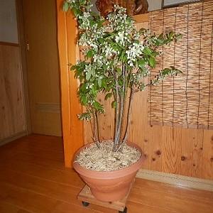 鉢植え ブルーベリー の木 4年樹 1鉢 : 鉢植えブルーベリーショップ 