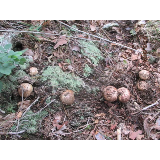 南信州地物マツタケ、お買い得（等外級品・３００ｇ） |  | 02