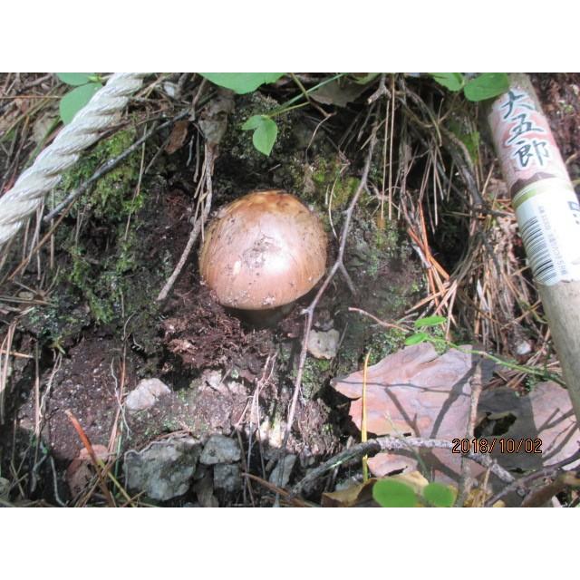 南信州地物マツタケ、お買い得（等外級品・３００ｇ） |  | 03
