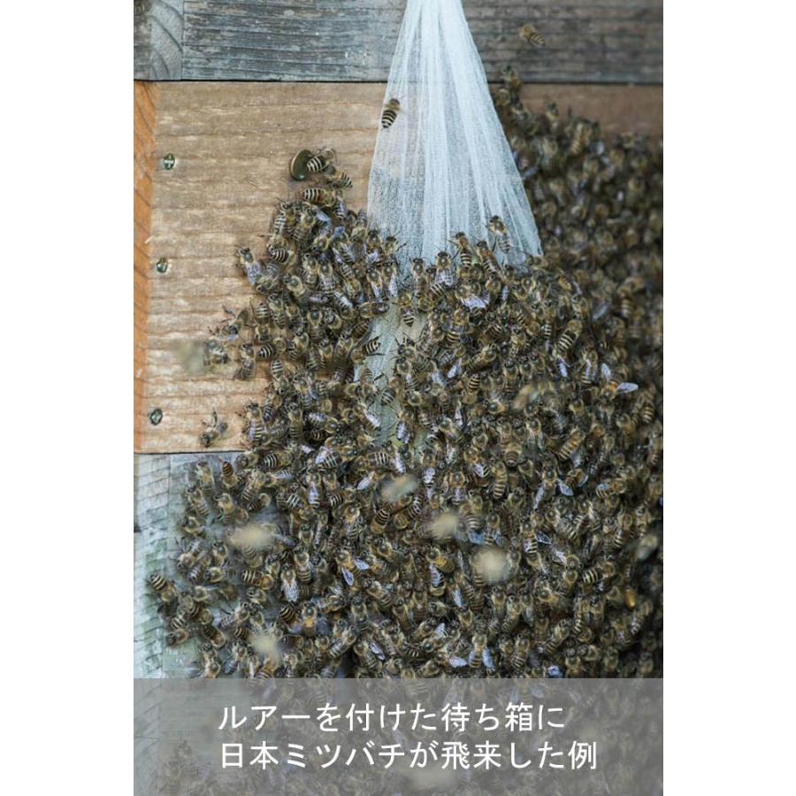 キンリョウヘンの人工合成剤 日本ミツバチ ルアー 10個セット 待ち箱 