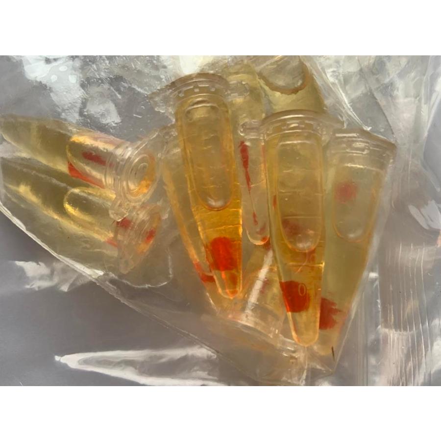 西洋ミツバチ分蜂群 西洋ミツバチの分蜂群捕獲 - まいにち植物、ときどき虫。