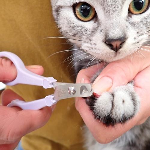 PETZ モア もっとやさしい猫用爪切り 日本 : BESTWEAR - 通販 - Yahoo