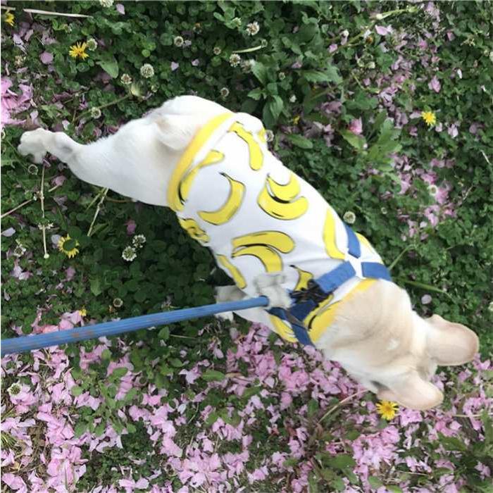 犬 服 夏 フレブル タンクトップ フレンチブルドッグ 犬服 ドッグ
