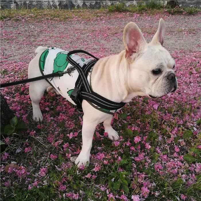 MYSKMT フレブル服 レオパード柄ラグラン　ハンドメイド 犬 服 夏 タンクトップ フレンチブルドッグ 象さん ゾウさん プリント