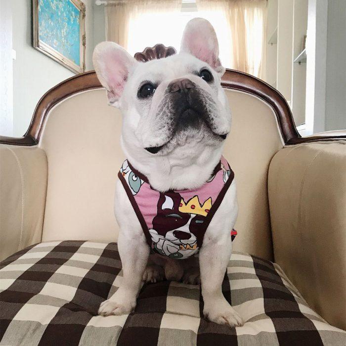 犬 服 夏 フレブル タンクトップ フレンチブルドッグ 犬服 ドッグ