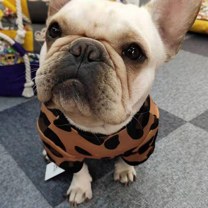 在庫売り尽くし、返品交換不可 フレンチブルドッグ 服 犬 秋 冬 二層