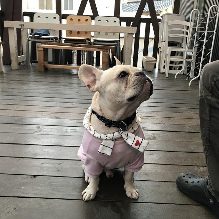 フレブル フレンチブルドッグ 服 犬服 ドッグウェア 石田純 風 昔のプロデューサー エリマキトカゲ 高級 ベルベット Km0ts Km0ts Best Wear 通販 Yahoo ショッピング