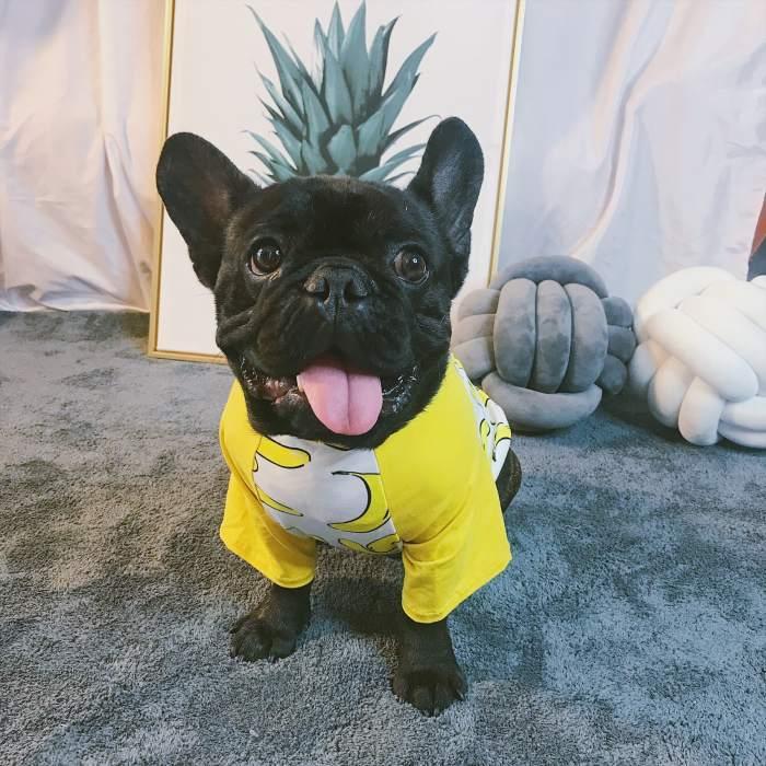 犬 服 夏フレブル Tシャツ フレンチブルドッグ 犬服 バナナ ドッグ