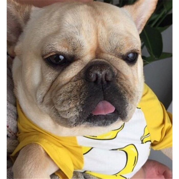 犬 服 夏フレブル Tシャツ フレンチブルドッグ 犬服 バナナ ドッグ