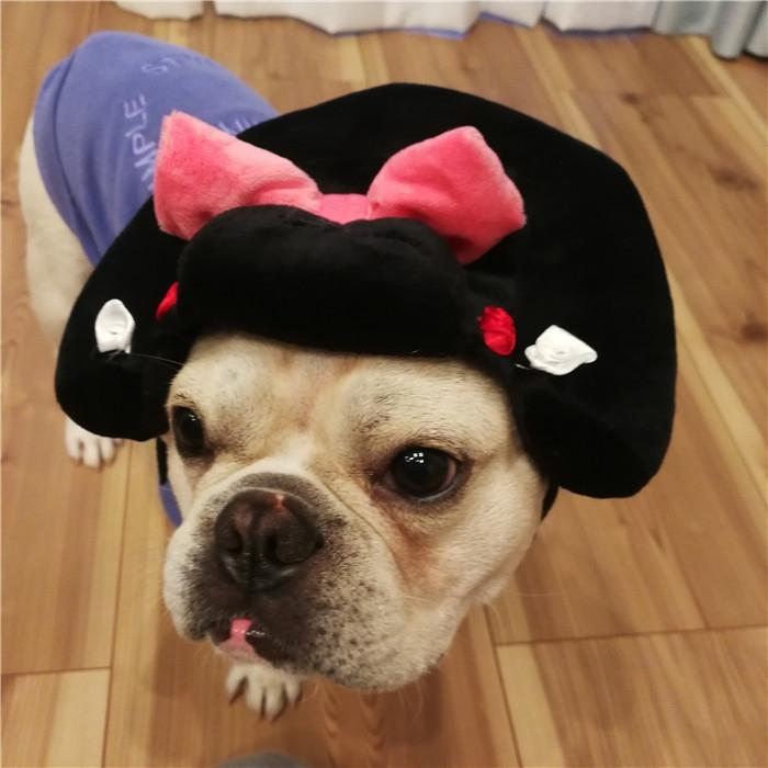 犬 服 ハロウィン コスプレ ちょんまげ 帽子 舞子 侍 時代劇