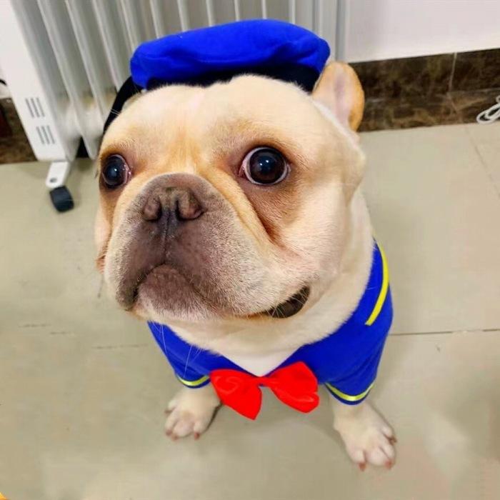 フレンチブルドッグ コスプレ フレブル 犬 服 服 面白い 耳付き 暖かい 帽子付き 犬 コスチューム 柴犬 小型犬 中型犬 犬の服 かわいい おしゃれ ハロウィン Km168ts Bestwear 通販 Yahoo ショッピング