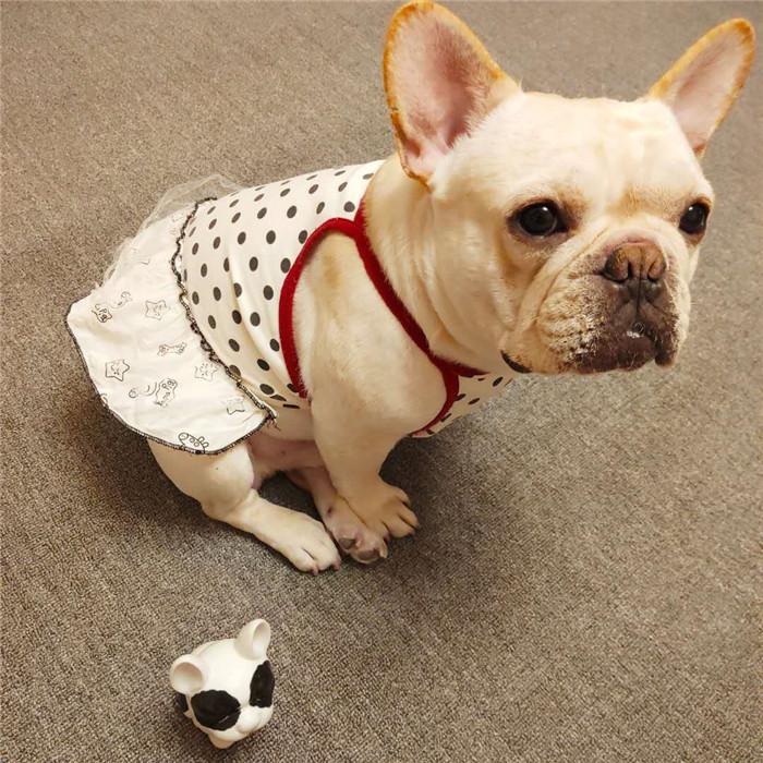 犬 服 フレンチブルドッグ フレブル 女の子 スカート ワンピース 水玉