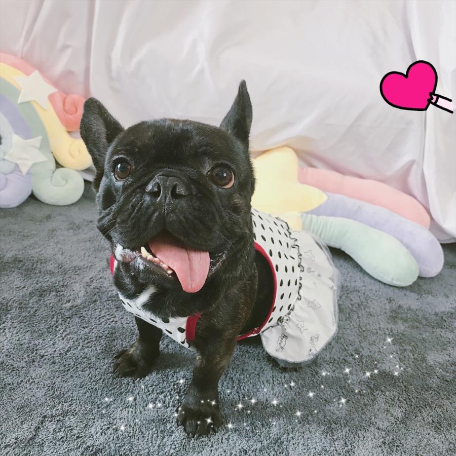犬 服 フレンチブルドッグ フレブル 女の子 スカート ワンピース 水玉