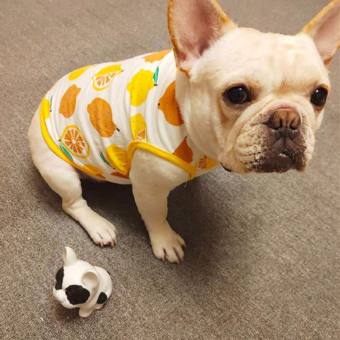 わかば●犬服●ハンドメイド 胴59 NO.681 フレブル わかば○犬服○ハンドメイド 胴59 NO.681 フレブル わかば様専用○犬服