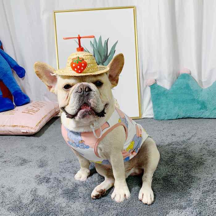犬 春 夏服 中型犬 フレンチブルドッグ フレブル タンクトップ 服