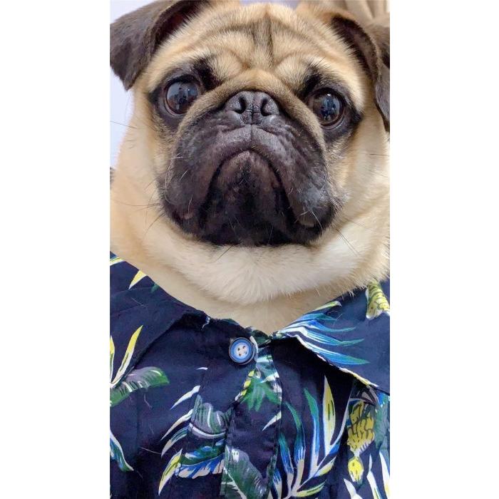 わかば●犬服●ハンドメイド 胴58 NO.682 フレブル フレンチブルドッグM フレブル パグ 首太 胴短 ハンドメイド