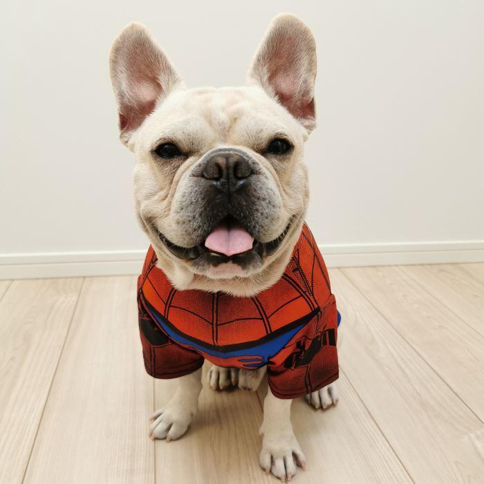 セール品のため返品交換不可 変装 フレンチブルドッグ 犬 服 おもしろスーパーマン風 普段着 小型犬 中型犬 Km251ts Bestwear 通販 Yahoo ショッピング