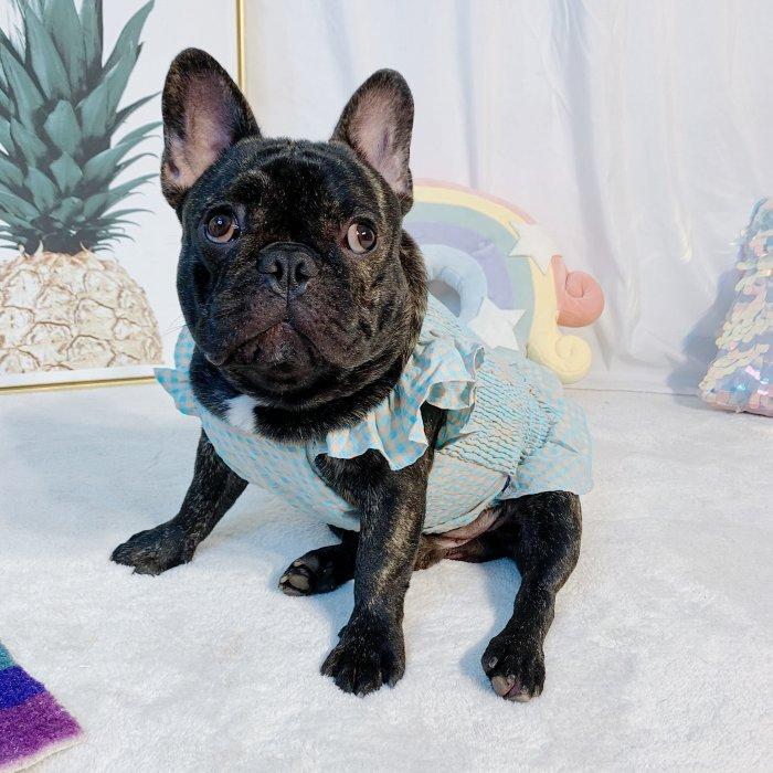 犬 フレブル フレンチブルドッグ パグ 服 チェック柄ワンピース