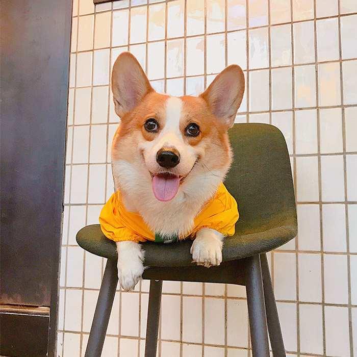 犬 服 フレンチブルドッグ服 レインコート フレブル コーギー 恐竜カッパ 雨の日も散歩 撥水 濡れない 雨具 雨服 小型犬 中型犬 防水 Km305op Km305op Bestwear 通販 Yahoo ショッピング