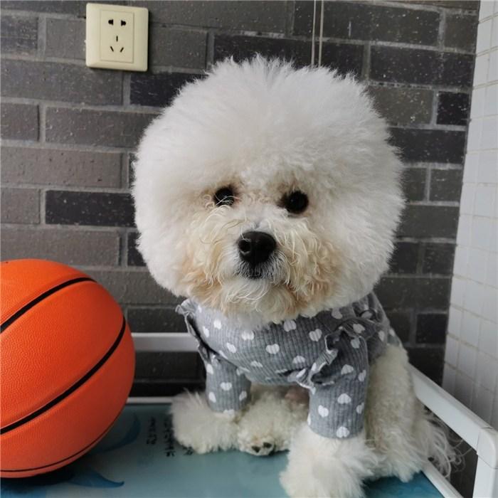 犬 服 フレンチブルドッグ パピー春 かわいい オシャレ トイプー