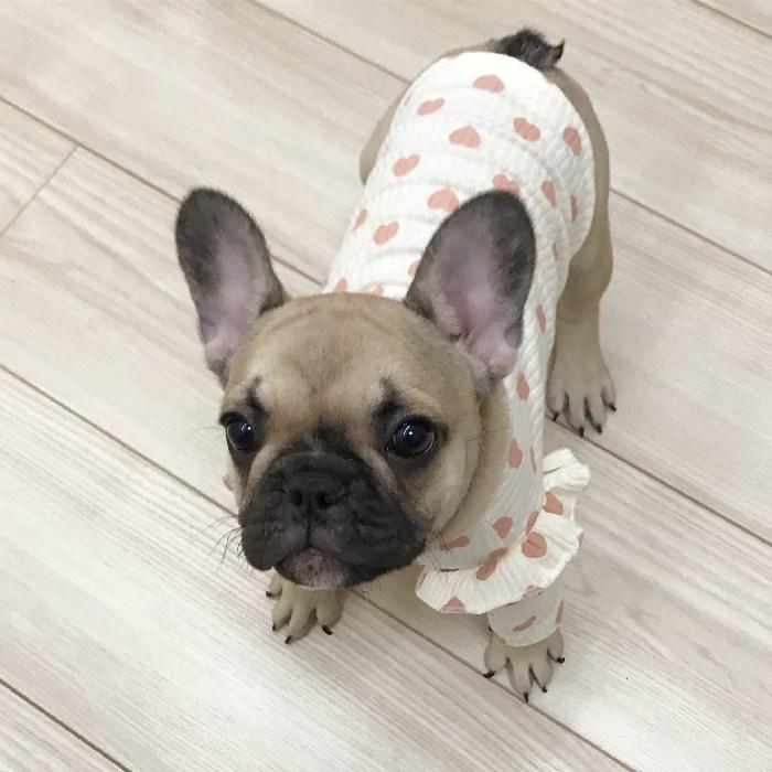 犬 服 フレンチブルドッグ パピー春 かわいい オシャレ トイプー