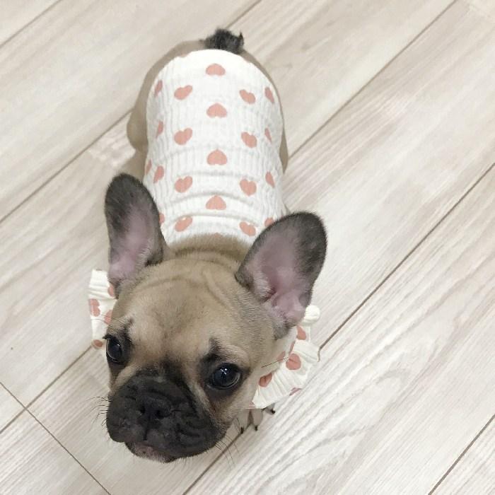 犬 服 フレンチブルドッグ パピー春 かわいい オシャレ トイプー
