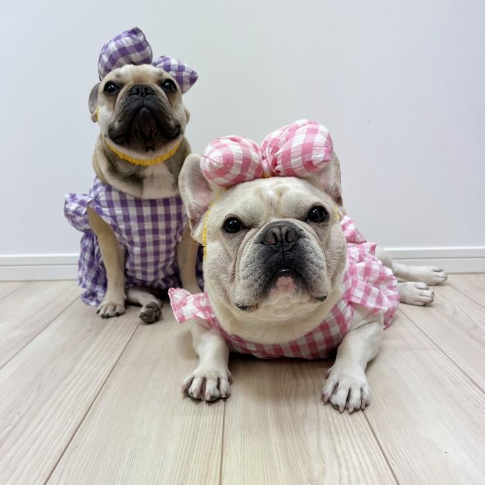 フレンチブルドック 犬服 春 夏 ワンピース 服 中型犬 小型犬 フレブル
