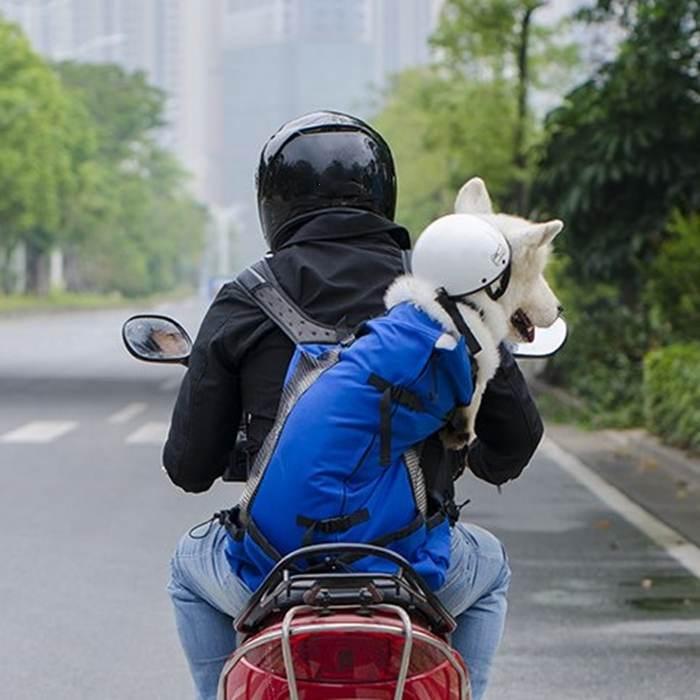ペット専用 リュック リュックサック 犬 猫 鞄 防災 避難 顔出し 可愛い 山登り もしもの時のリュックサック ペット不可の場所 Km512g Km512g Bestwear 通販 Yahoo ショッピング
