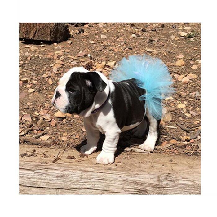 ゆりの姫○犬服○ハンドメイド 胴56 NO.680 フレブル ゆりの姫○犬服