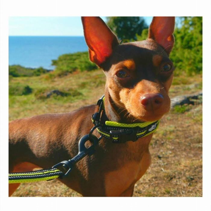 首輪 犬 定番 クッション入り 痛くない 通気性 おしゃれ かわいい カラフルフレンチブルドッグ 洗いやすい 水遊び 乾きやすい 超小型犬 小型犬 中型 犬 Km515g Km515g Best Wear 通販 Yahoo ショッピング