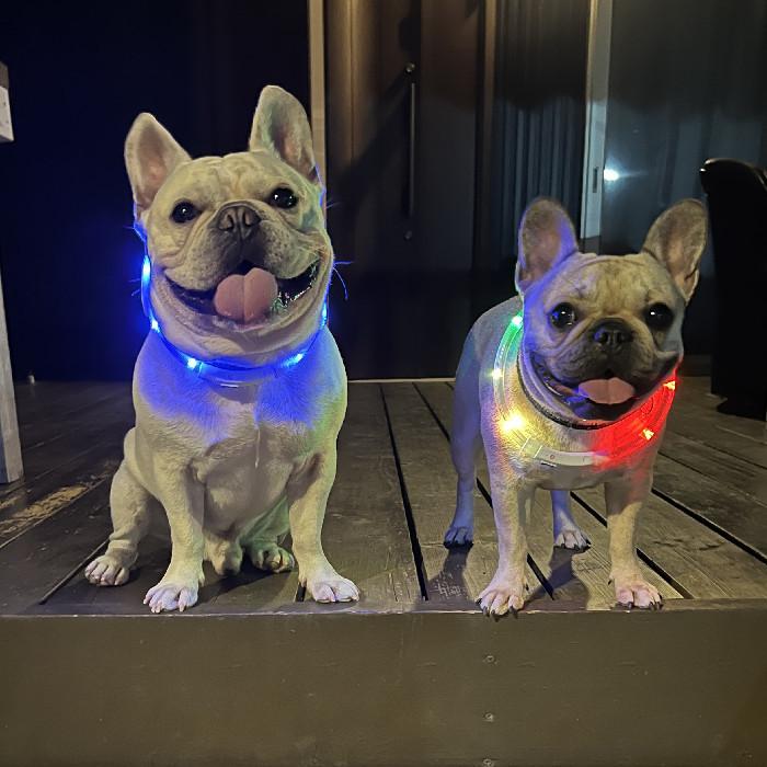 LEDライト 被るタイプ 首輪 光る 犬用 ペット用 被る USB充電式 光る