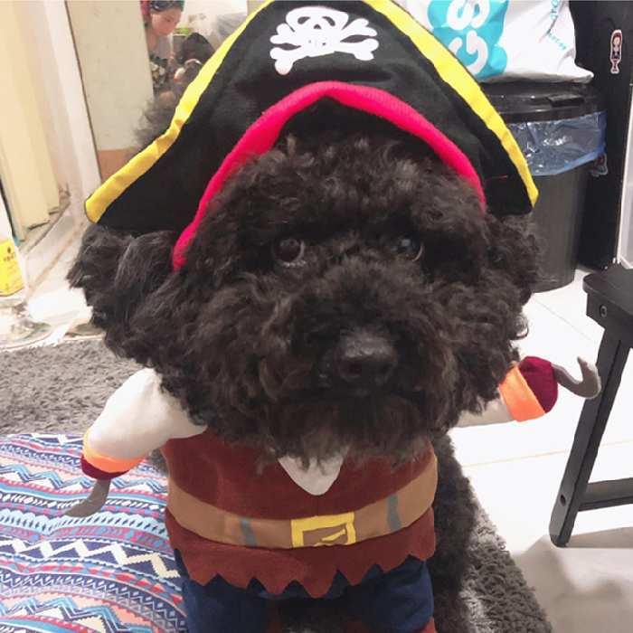 ペット変装 海賊 おもしろグッズ 変装 フレンチブルドック ペット服 犬服 コスプレ 可愛い 猫服 犬用 コスプレ ハロウィン 小型犬 中型犬 変身服 出掛け Km561g Km561g Bestwear 通販 Yahoo ショッピング
