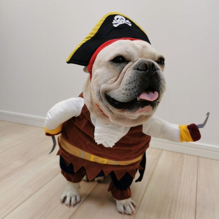 ペット変装 海賊 おもしろグッズ 変装 フレンチブルドック ペット服 犬服 コスプレ 可愛い 猫服 犬用 コスプレ ハロウィン 小型犬 中型犬 変身服 出掛け Km561g Km561g Bestwear 通販 Yahoo ショッピング