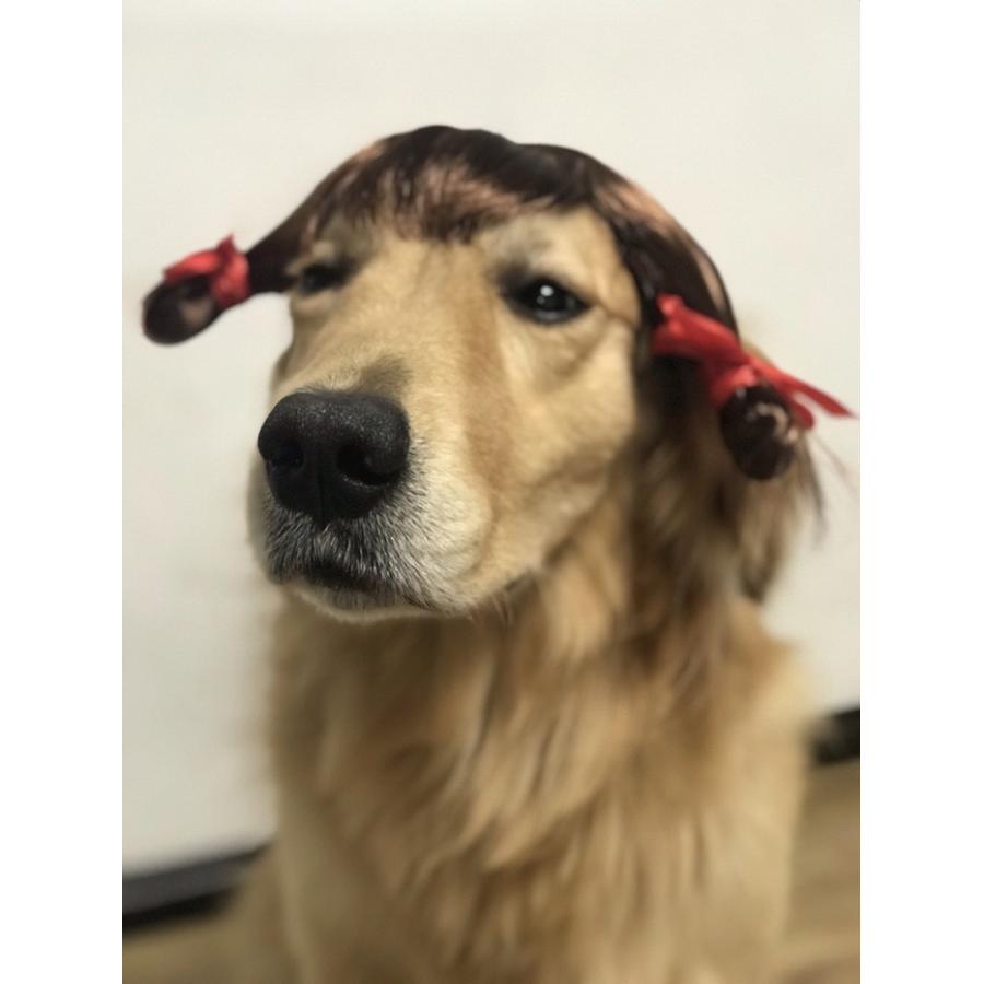 犬 カーラー 猫 カツラ 可愛い 変装 パーマ おもしろグッズ コスプレ フレンチブルドッグ 服 ペット服