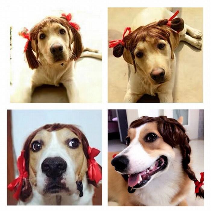 即納送料無料 可愛い 小型犬 犬 おもしろグッズ カツラ ペット服 変装 犬用 コスプレ パーマ ハロウィン アフロ 猫 猫服 服 中型犬 コスチューム フレンチブルドッグ 面白い 犬服 アクセサリー