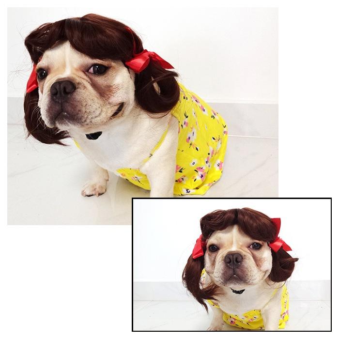 犬 猫 ハロウィン カツラ コスプレ パーマ アフロ おもしろグッズ 変装 フレンチブルドッグ ペット服 服 可愛い 猫服 犬用 面白い コスチューム 小型犬 中型犬 Km578g Bestwear 通販 Yahoo ショッピング