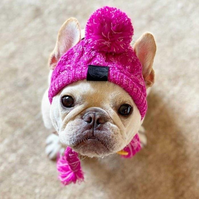 フレンチブルドッグ 犬 帽子 ニット帽 グレー ペット帽子 小型犬 中型
