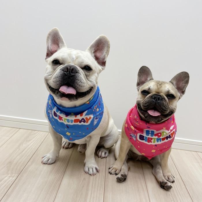 犬用 フレンチブルドック バースデー 誕生日 バンダナ 犬