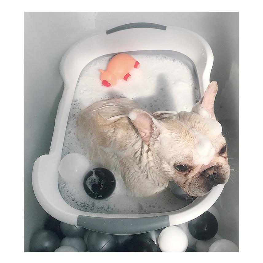 犬 お風呂 ペットバス ペット用バスタブ ペット 折りたたみ式