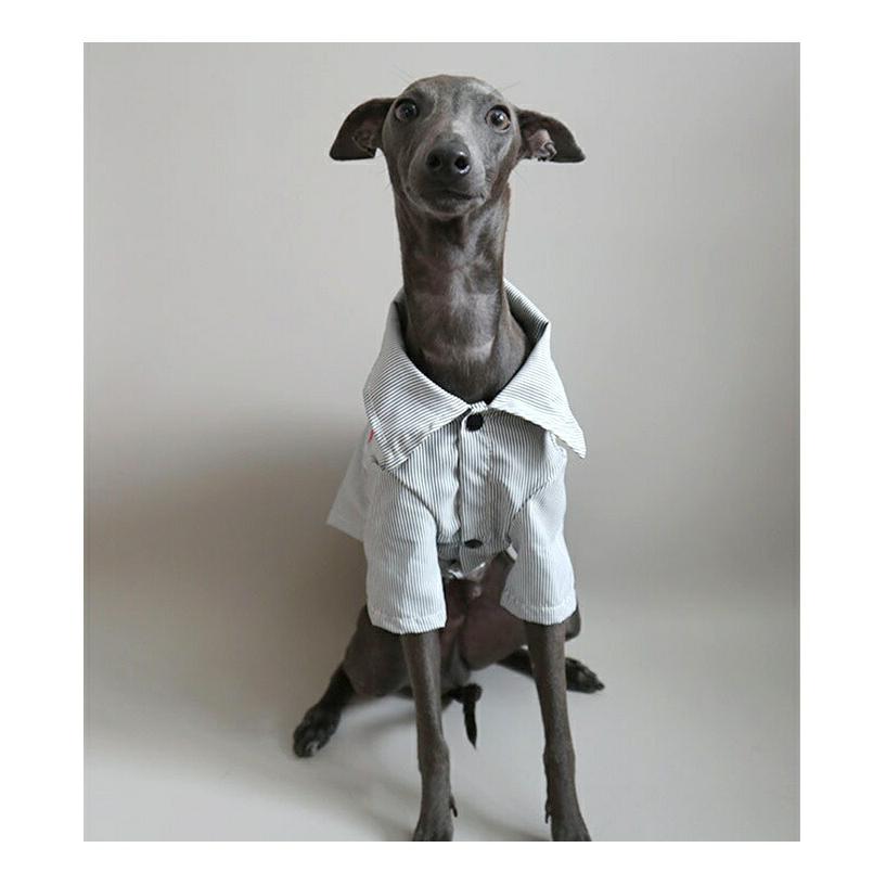 犬服 ストライプシャツ 細ストライプ ボタンシャツ ブラック ブルー 黒