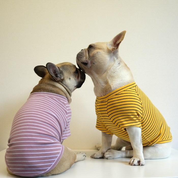 当社オリジナル 犬 服 中型犬 フレンチブルドッグ ボーダー カットソー