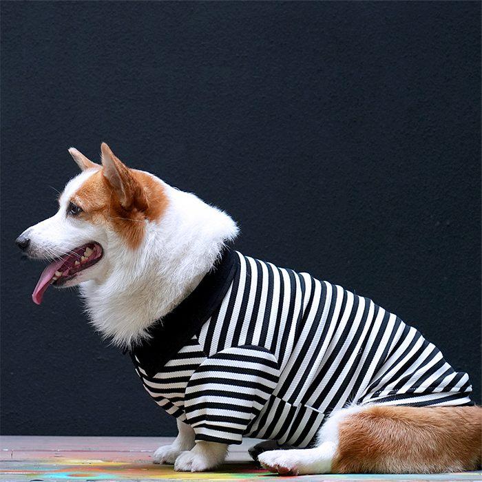 売り尽くし ラガーシャツ ボーダー 犬 犬服 フレンチブルドッグ 秋 冬