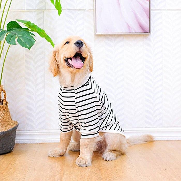 犬服 大型犬 大きめサイズ ゴールデンレトリバー プードル 半袖 Tシャツ ボーダー 犬 服 ドッグウェア ストライプ柄 ホワイト 春 秋 冬 KM980TS｜bluedays｜03