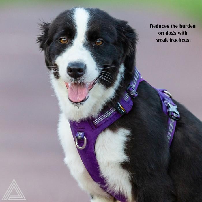 Truelove 犬 高機能 ハーネス 耐久性 ソフトハーネス 格好いい